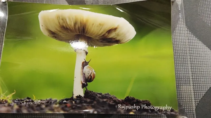 RAJPUSHP GRAPHICS