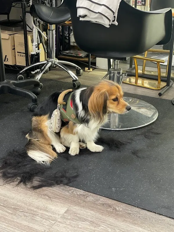 DK Hairstudio Haymarket