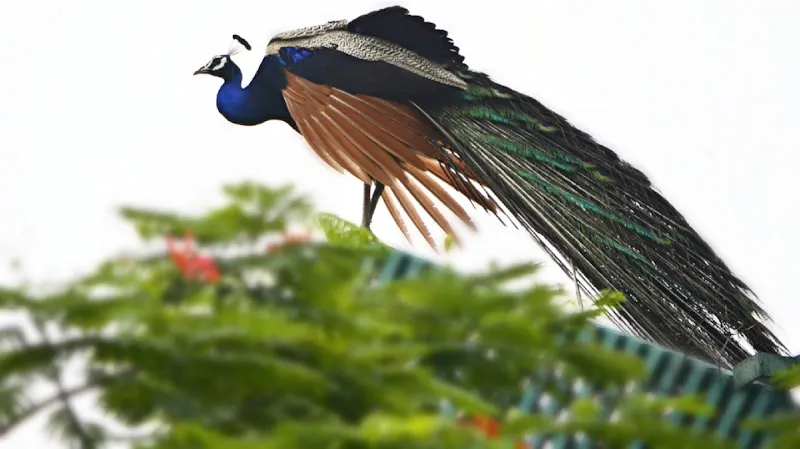 Anuj Narang Photography