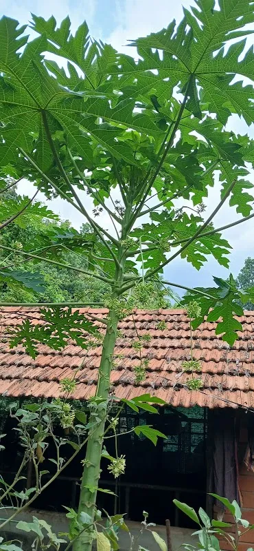 Kerala Ayurvedic massage