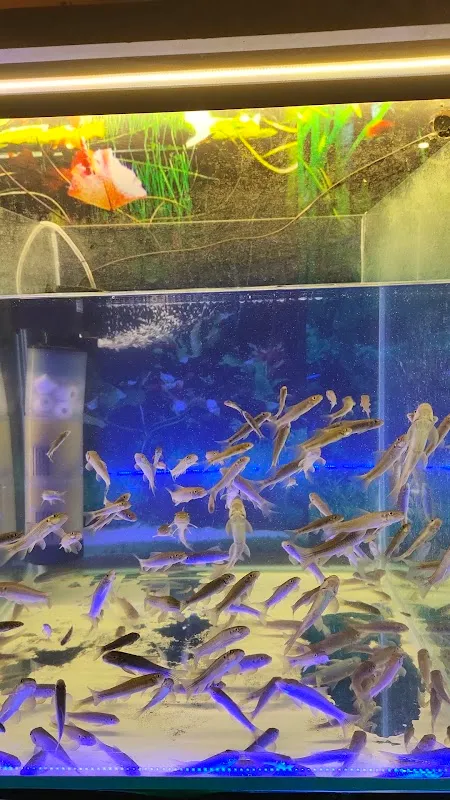 Natural Fish Spa