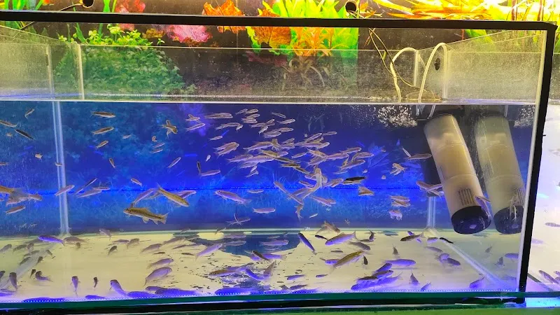 Natural Fish Spa