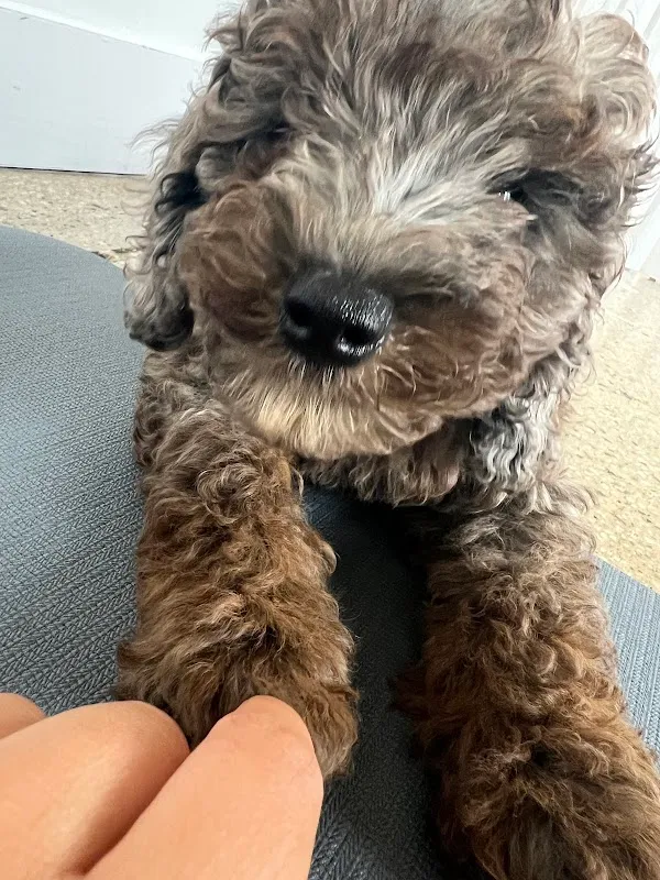 Puppy Sphere | Puppy Yoga (Lower Manhattan)
