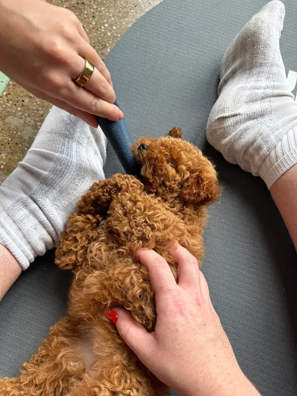 Puppy Sphere | Puppy Yoga (Lower Manhattan)