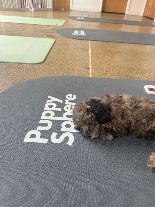 Puppy Sphere | Puppy Yoga (Lower Manhattan)