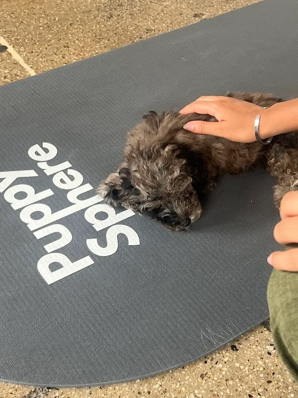 Puppy Sphere | Puppy Yoga (Lower Manhattan)