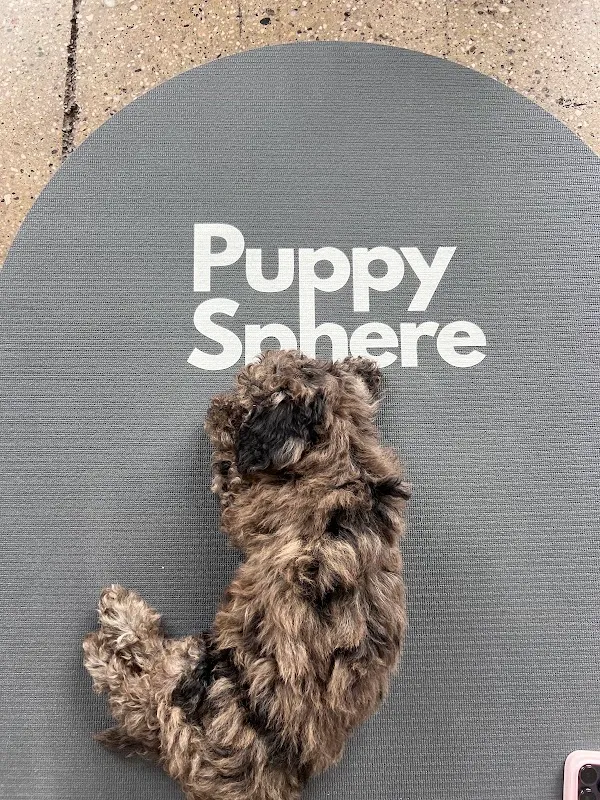 Puppy Sphere | Puppy Yoga (Lower Manhattan)