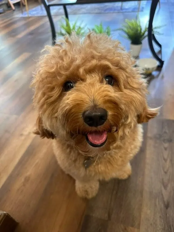 Beauty & The Balayage