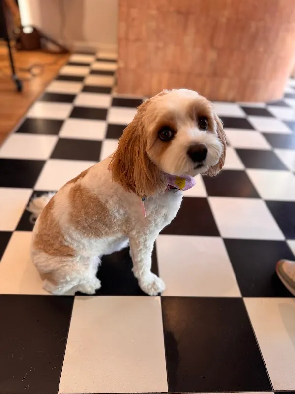 SODA THE SALON | Hairdresser | Tweed Heads | Coolangatta