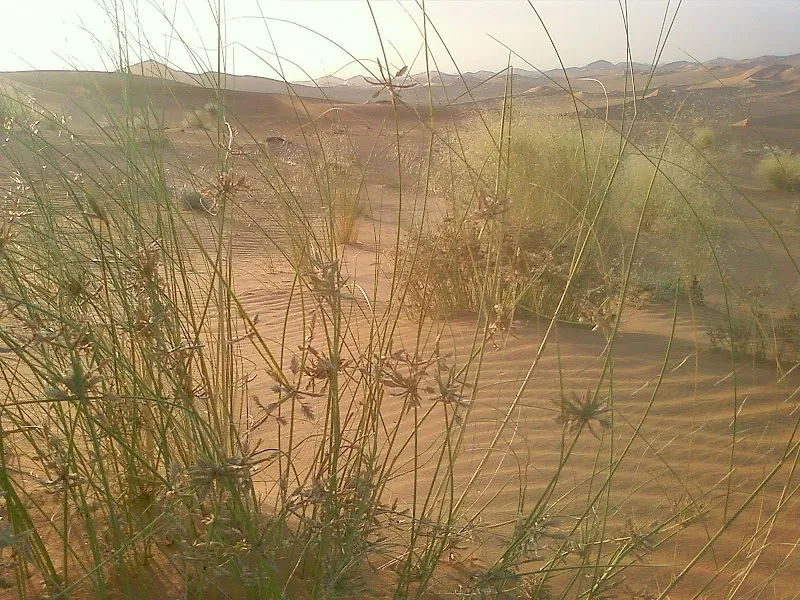 Rhourd El khrouf
