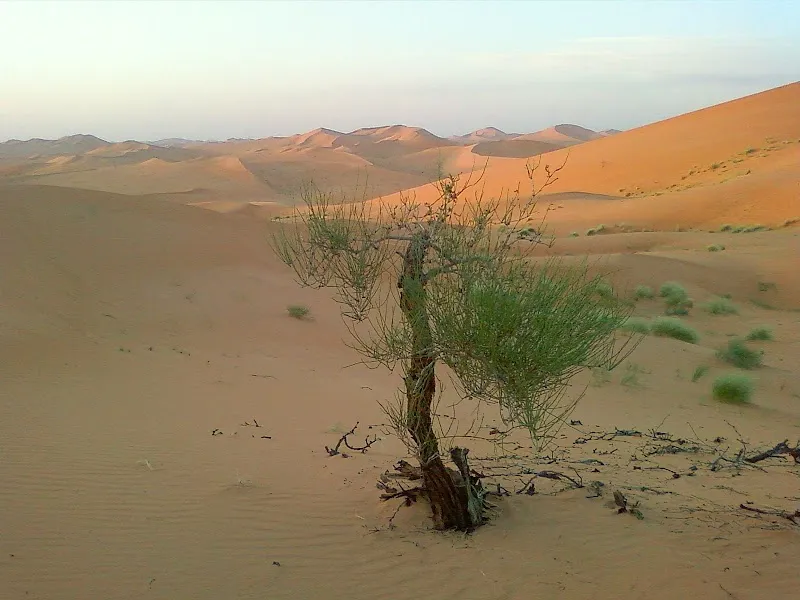 Rhourd El khrouf