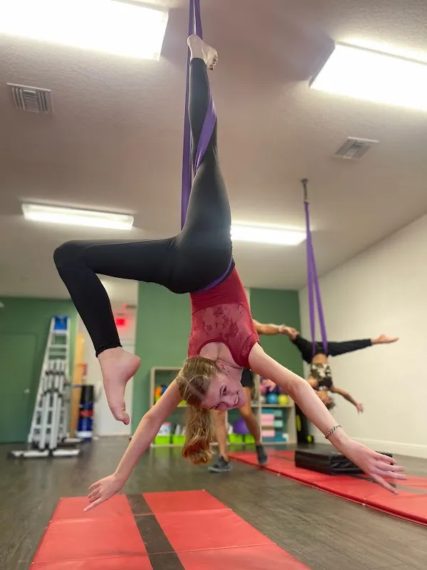 Dehner Elite Arts
