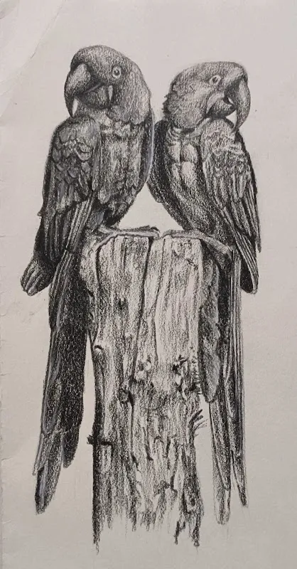 Art Quill Drawing classes