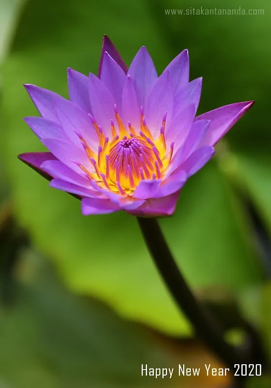 Sitakanta Nanda Photography