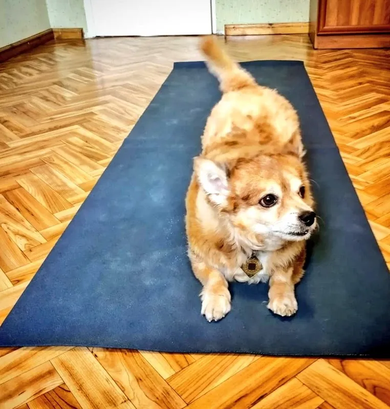 Kaivlya Yoga Classes