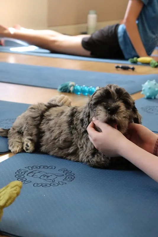 Pooch Yoga - Puppy Yoga in Adelaide