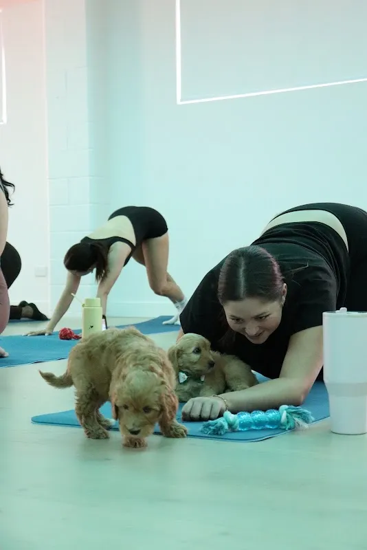 Pooch Yoga - Puppy Yoga in Adelaide