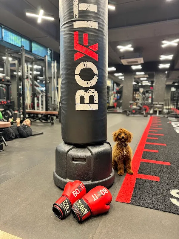 BoxFit Def Col