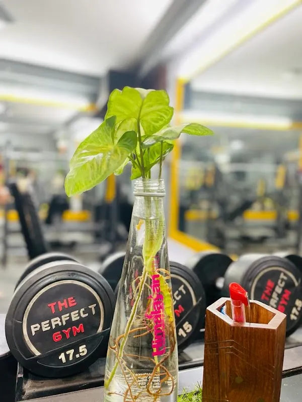 The Perfect Gym