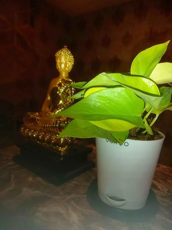 HONEY THAI SPA Vizag - Best Massage Spa in Vizag
