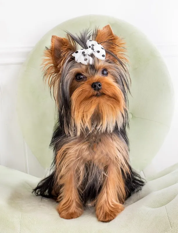 Franklin Photography Studios