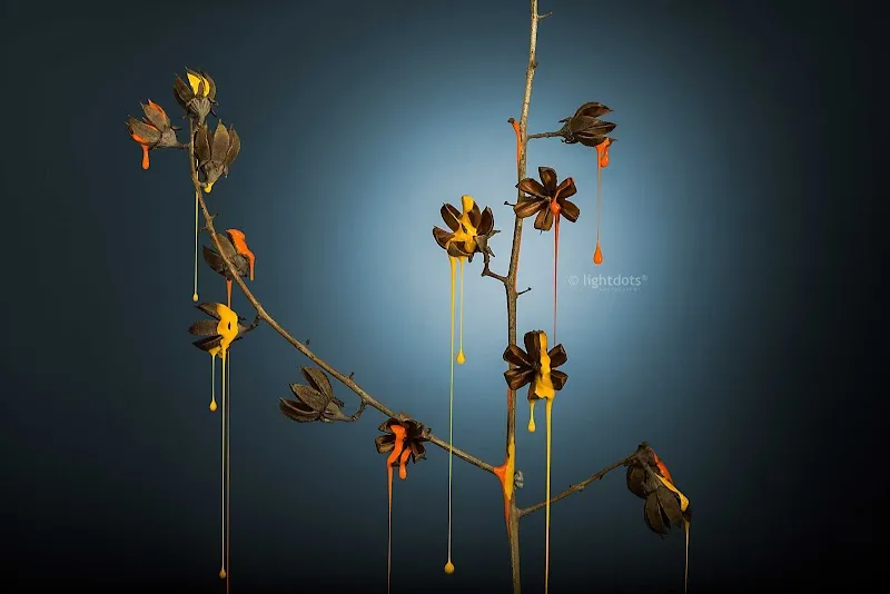 Lightdots Photography