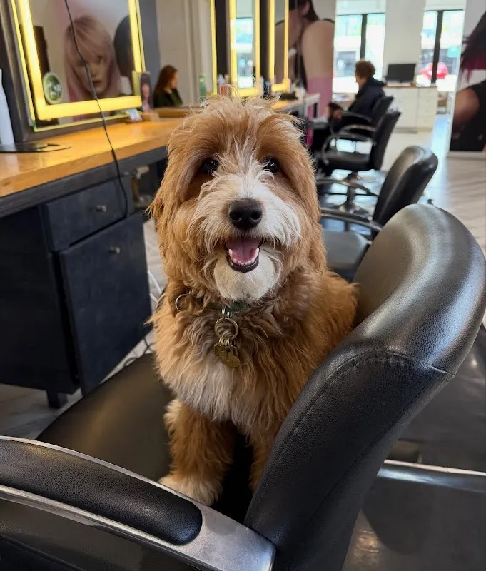 Pavo Salon