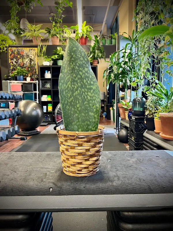 Fitnext: The Jungle Gym