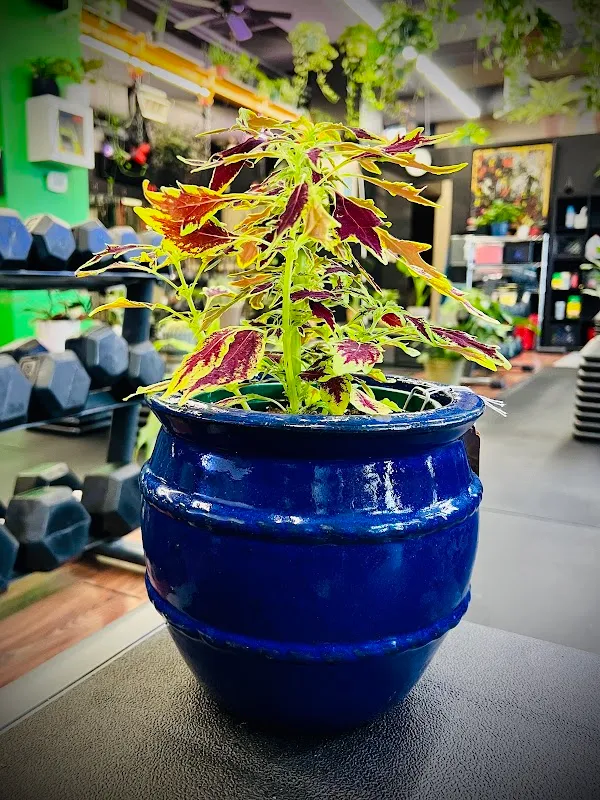 Fitnext: The Jungle Gym